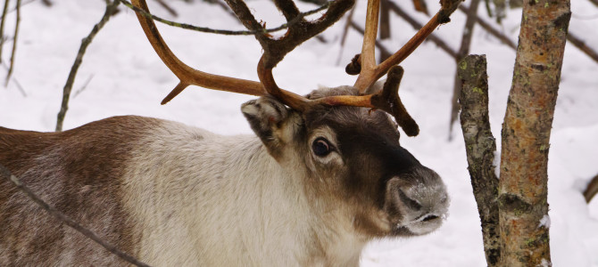 Lapland – 2nd day